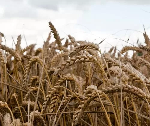 Australia Pioneers Major Trial for Gene-Edited Wheat